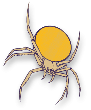 spider350tall