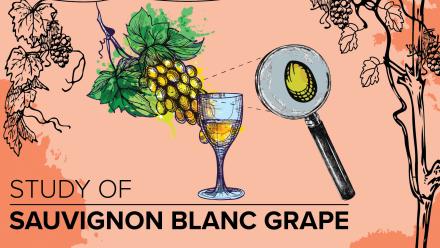 Study of Sauvignon Blanc Grape